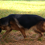 red and black german shepherd puppies for sale near me